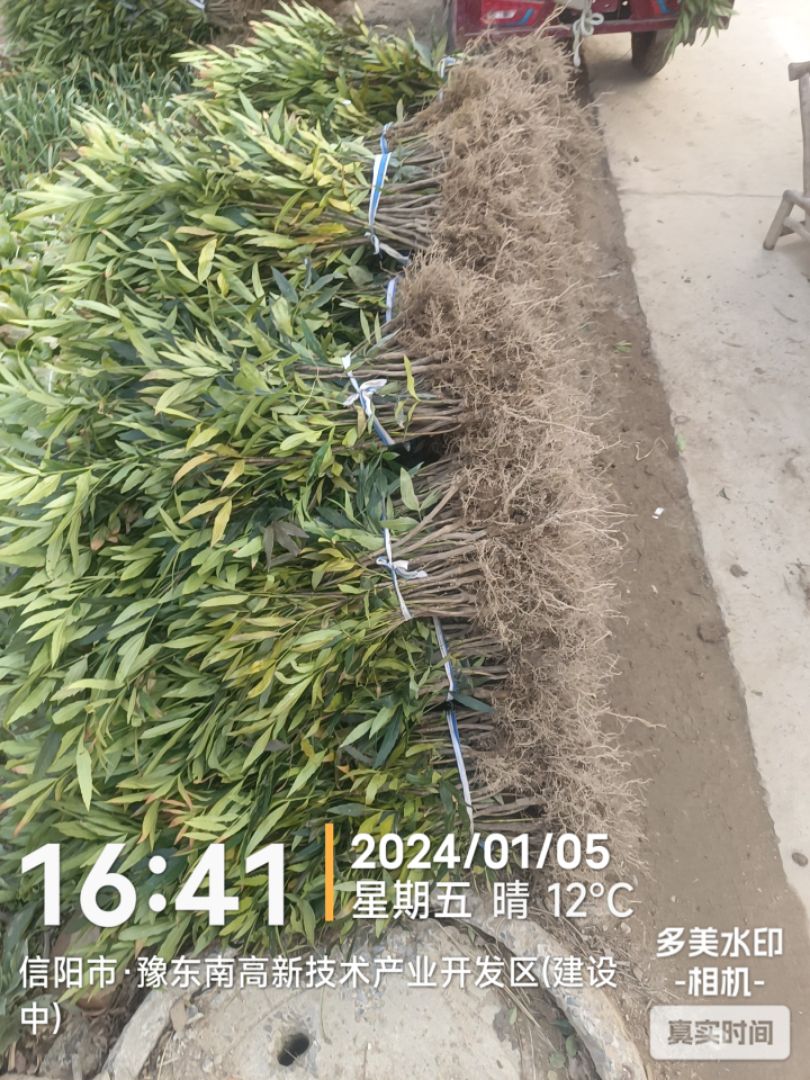 597苗木网最新求购信息概览