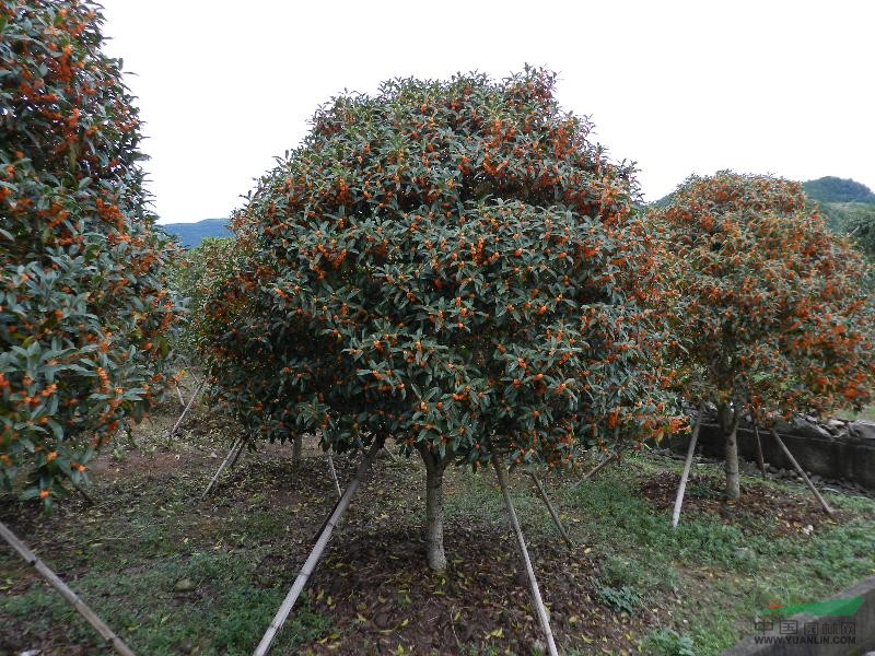 桂花树最新价格及其市场趋势分析