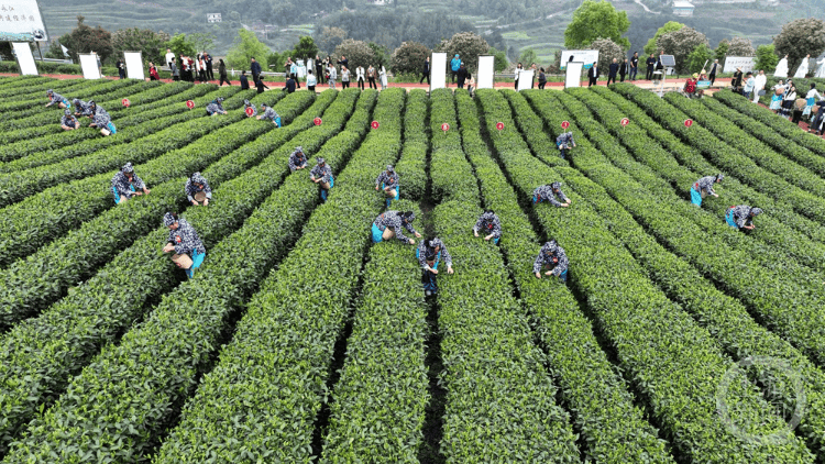 重庆茶园最新消息