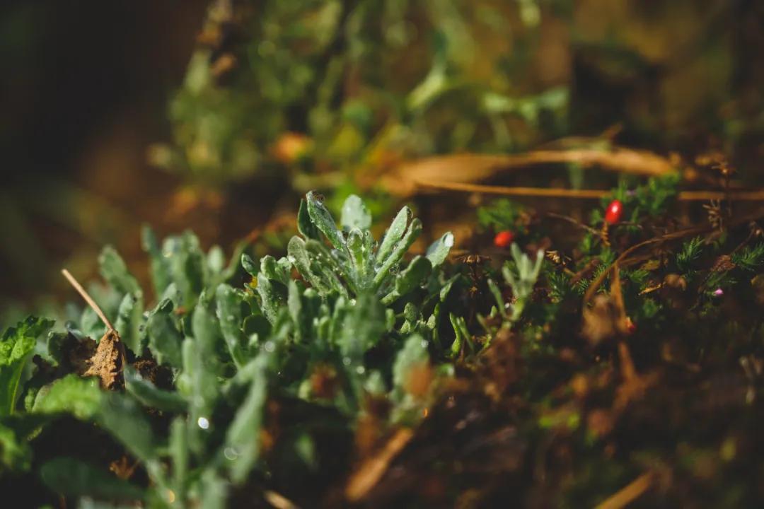 云南腾冲发现外来入侵物种加拿大一枝黄花,高效处理与评估改进方案实施