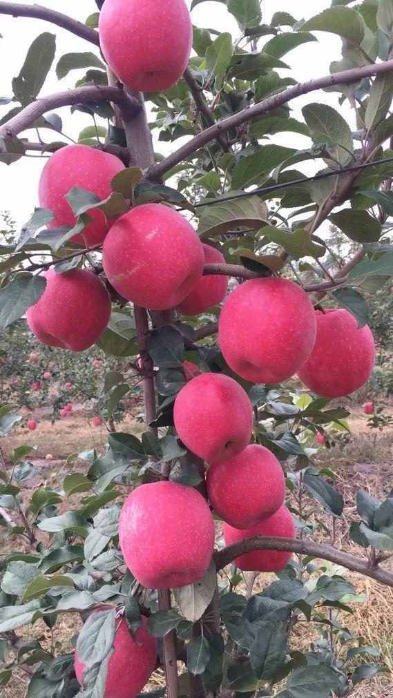 红苹果最新活动盛况，带你一探究竟！🍎🎉