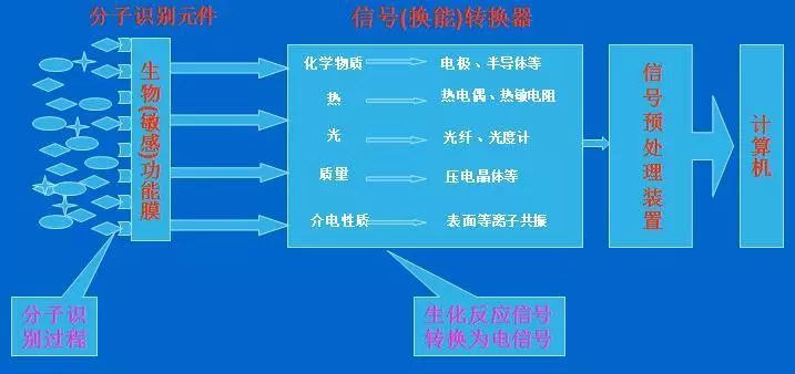 7777788888管家婆凤凰，生物科技健康领域的突破性研究