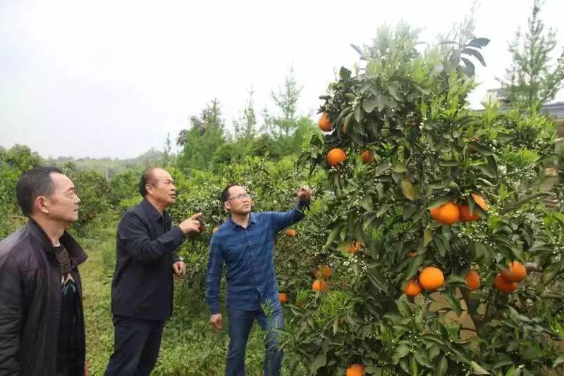 天府新区规划图最新，蓝图下的未来城市